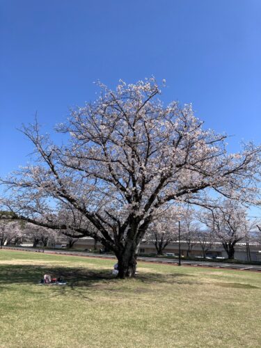 お花見ドライブ（3日目）